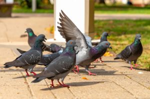 Professional Bird Control Solutions | Bird Spike, Bird Proof Netting & Bird Scare Products