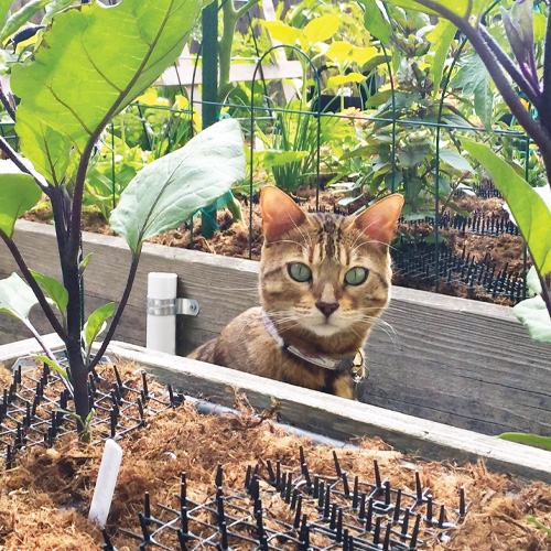 Plastic Cat Scat Mat With Spike GKBG - Image 3