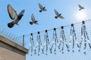 What Are Birds Most Afraid Of?