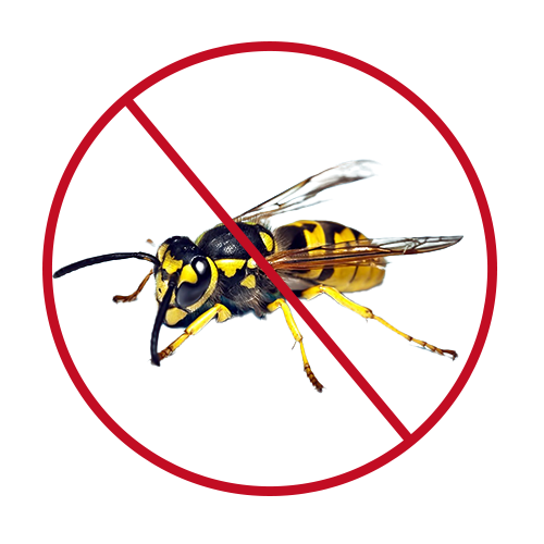 insect control-1