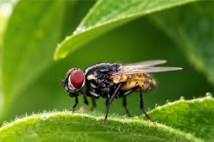 Insect Trap Manufacturer & Supplier | Professional Fly Trap & Wasp Trap Solutions