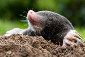 Mole Trap Supplier You Can Trust for Pest Control Solutions