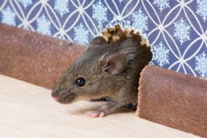 Professional Mouse Trap Supplier – Paiste