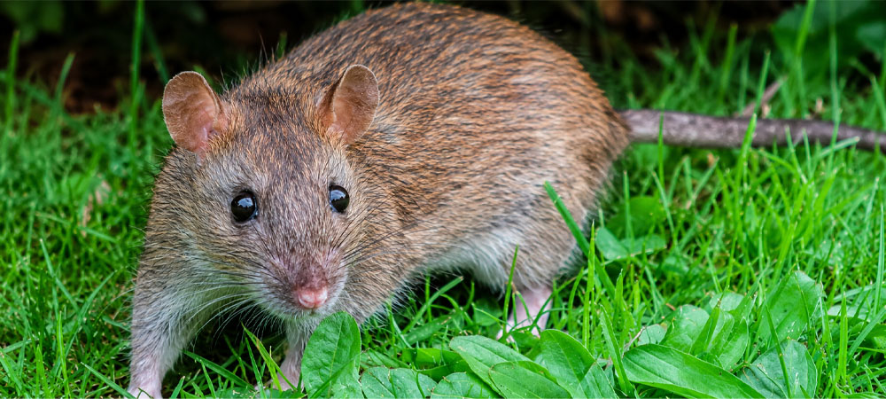 Rat