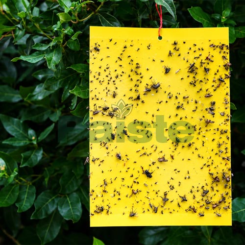 Yellow Fly Sticky Traps GKFT-6 - Image 2