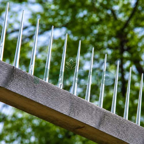 Clear Plastic Bird Spike GKPC-17-6 - Image 2