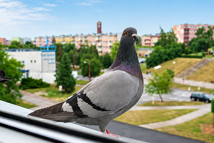 Pigeons by the window-2