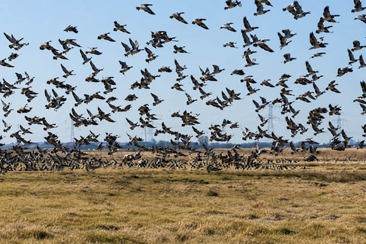 bird control-2