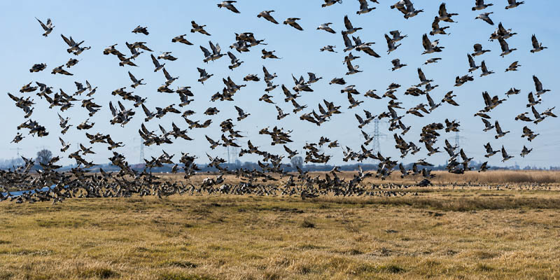 wild bird control for Australian farms and commercial buildings