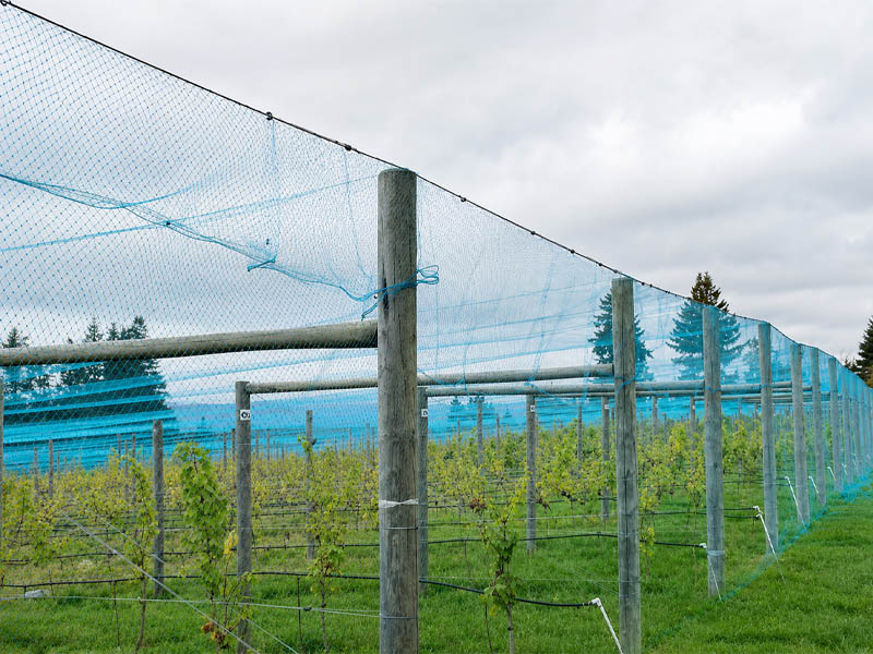 bird netting installed to block wild bird access