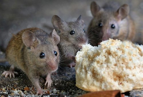 rodent control